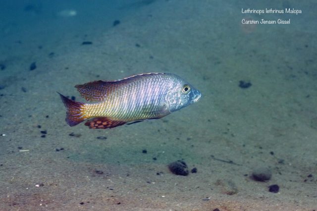 Lethrinops lethrinus Malopa (samec)