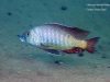 Lethrinops lethrinus