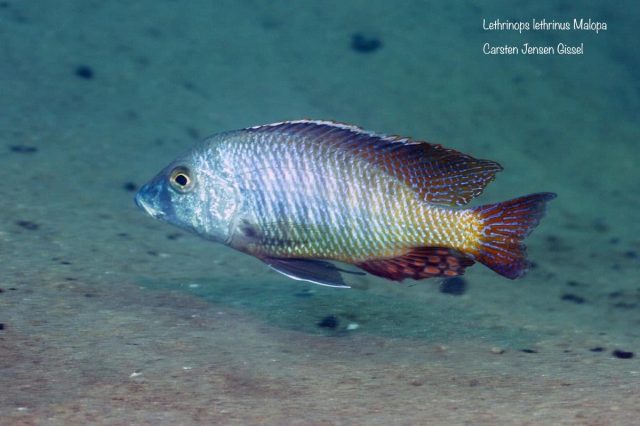 Lethrinops lethrinus