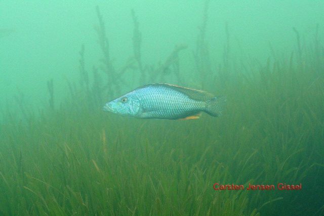Dimidiochromis compressiceps