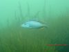 Dimidiochromis compressiceps