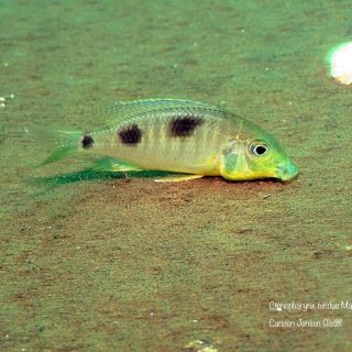 Ctenopharynx nitidus