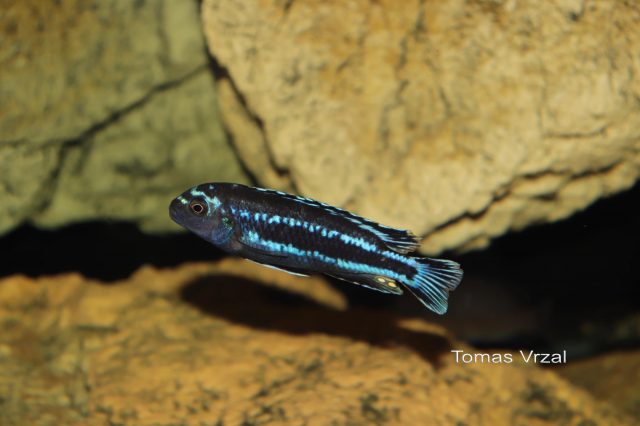Pseudotropheus johannii Gome Rock (samec)