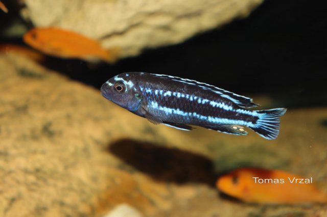 Pseudotropheus johannii Gome Rock (samec)