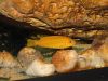 Pseudotropheus johannii Gome Rock (samice)