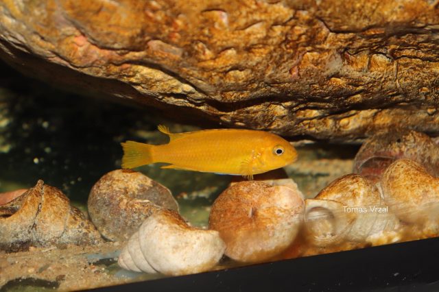 Pseudotropheus johannii Gome Rock (samice)