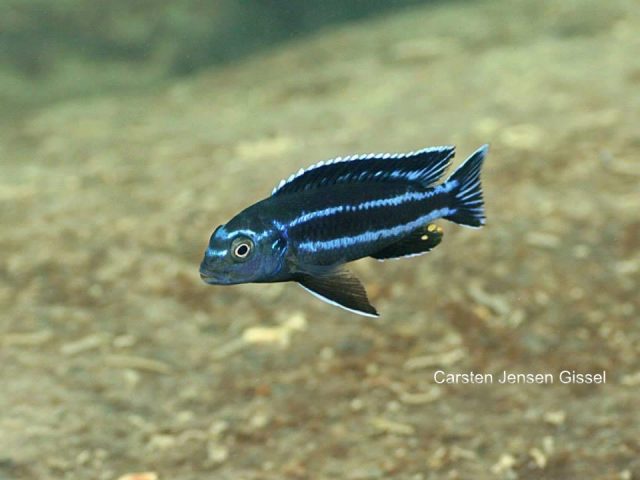 Pseudotropheus johannii