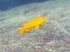 Pseudotropheus johannii Gome Rock (samice)