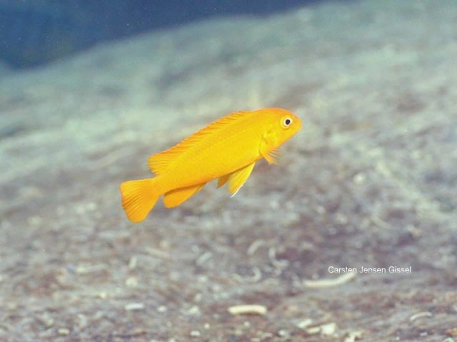 Pseudotropheus johannii Gome Rock (samice)