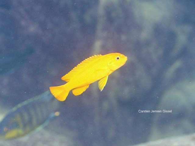 Pseudotropheus johannii Gome Rock (samice)