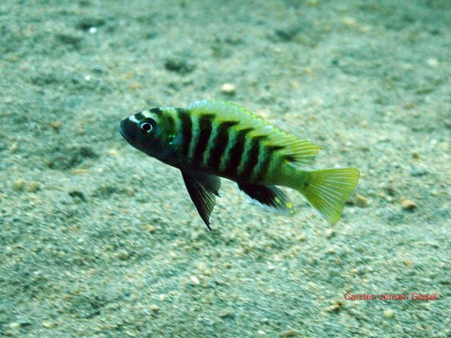 Cynotilapia sp. 'lion' Border (samec)