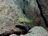 Cynotilapia sp. 'lion' Border (samec)