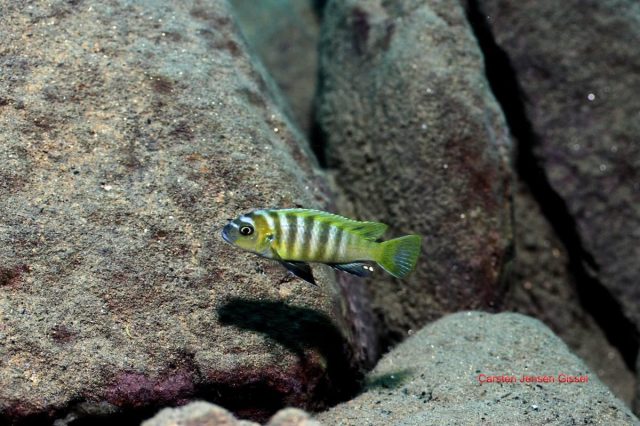 Cynotilapia sp. 'lion' Border (samec)