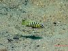 Cynotilapia sp. 'lion' Border (samec)