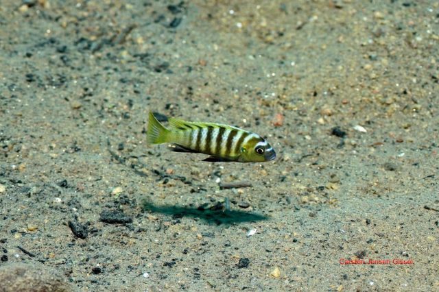 Cynotilapia sp. 'lion' Border (samec)