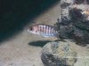 Aulonocara jacobfribergi Makokola Reef (samice)