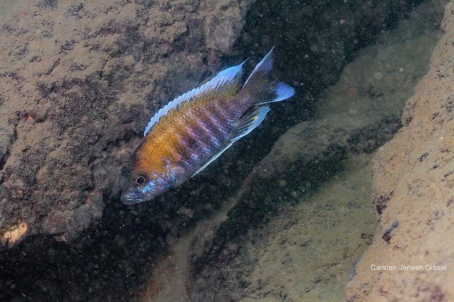 Aulonocara jacobfribergi Makokola Reef (samec)