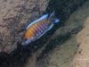 Aulonocara jacobfribergi Makokola Reef (samec)