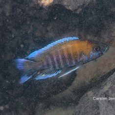 Aulonocara jacobfribergi