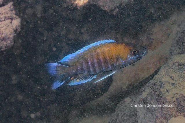 Aulonocara jacobfribergi