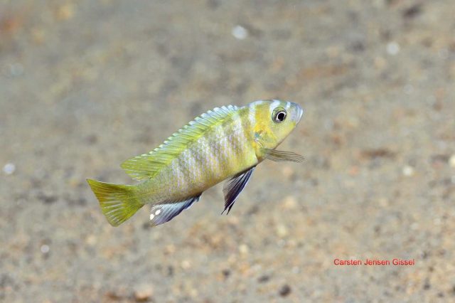 Cynotilapia sp. 'lion' Border (samec)