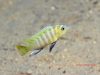 Cynotilapia sp. 'lion' Border (samec)