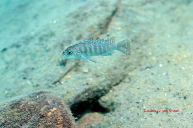 Cynotilapia sp. 'lion' Border (samice)