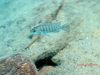 Cynotilapia sp. 'lion' Border (samice)