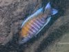 Aulonocara jacobfribergi Makokola Reef (samec)