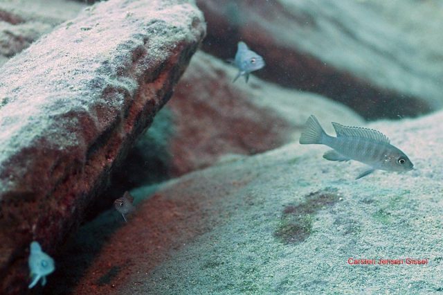 Cynotilapia sp. 'lion' Border (samice)