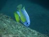 Labeotropheus chlorosiglos (samec)