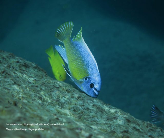 Labeotropheus chlorosiglos (samec)