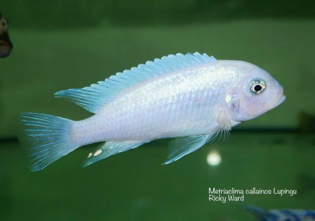 Metriaclima callainos