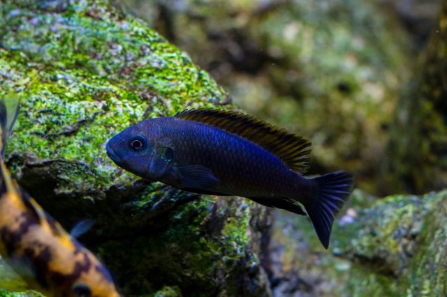 Pseudotropheus galanos (samec)