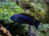 Pseudotropheus galanos (samec)