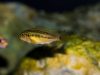 Pseudotropheus galanos (samice)