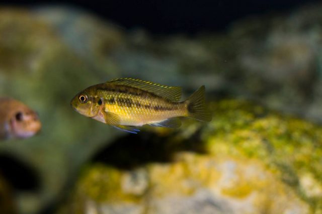 Pseudotropheus galanos (samice)