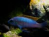 Pseudotropheus galanos