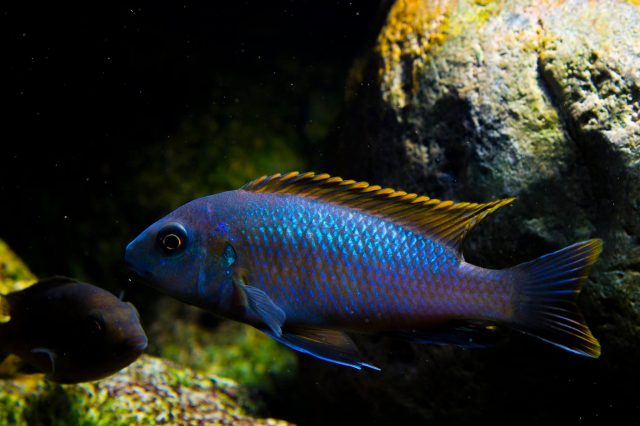 Pseudotropheus galanos