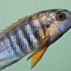 Gephyrochromis sp. ‚sand‘