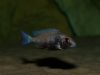 Placidochromis sp. 'phenochilus gissel' (samice)