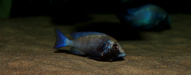 Placidochromis sp. 'phenochilus gissel' (samice)