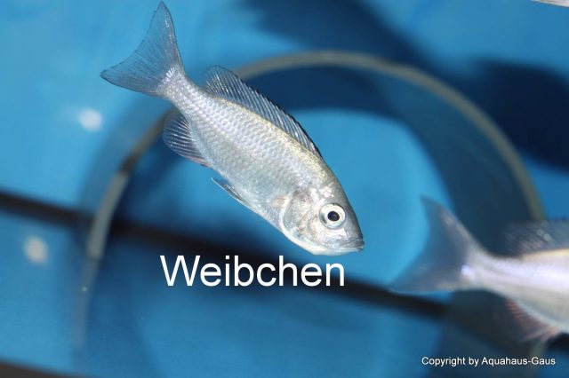Copadichromis sp. 'virginalis gold' (samice)