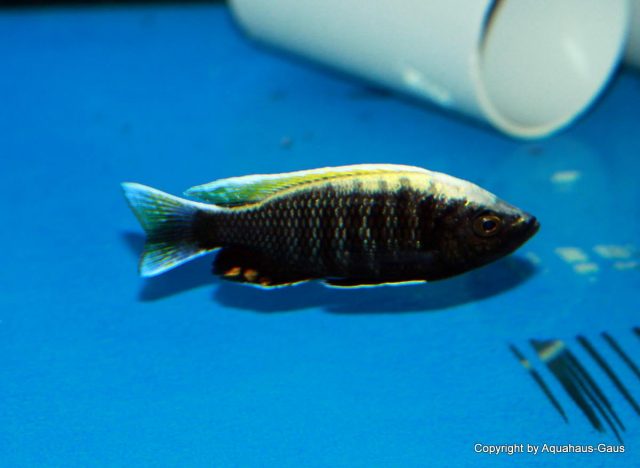 Copadichromis sp. 'virginalis gold' (samec)