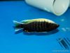 Copadichromis sp. 'virginalis gold' (samec)