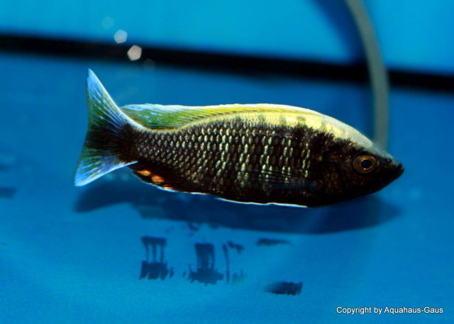 Copadichromis sp. &#8218;virginalis&#8216;