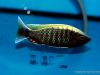 Copadichromis sp. ‚virginalis‘