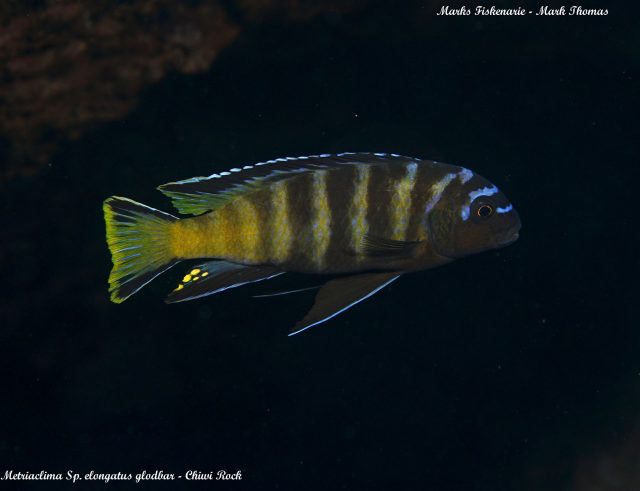 Metriaclima sp. &#8218;elongatus&#8216;