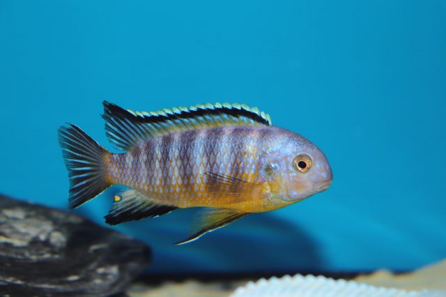 Tropheops gracilior
