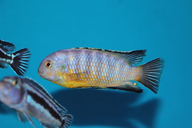 Tropheops gracilior Cove Mountain (samec)